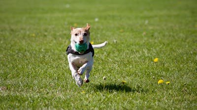 Fabricant d'équipements innovants pour le sport canin